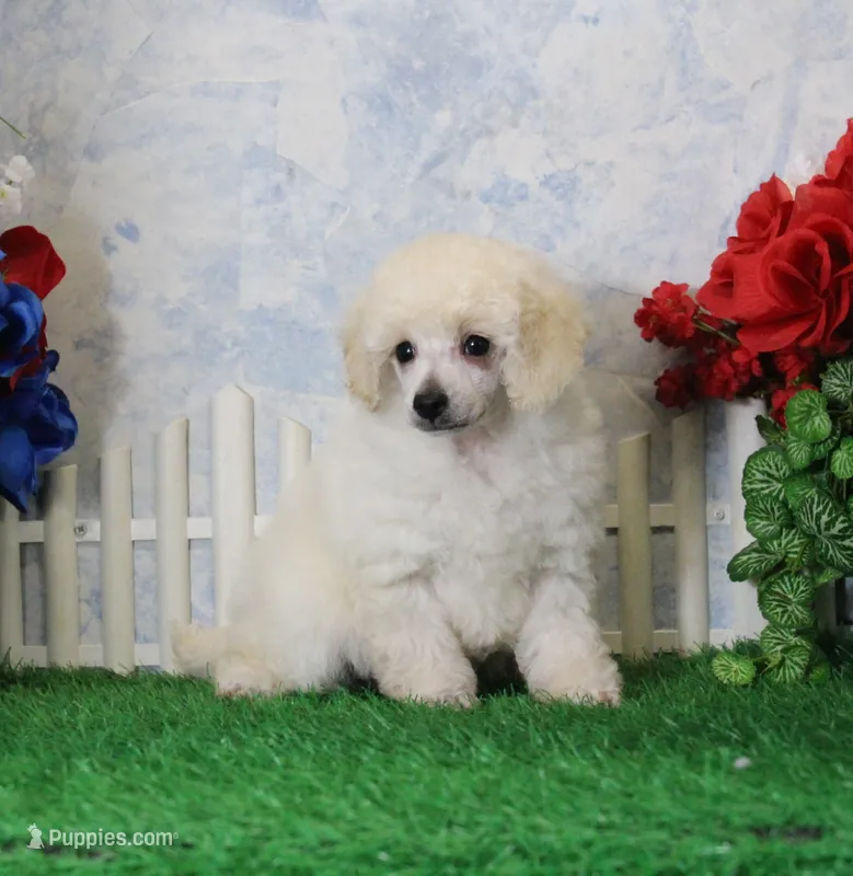 Pansy, AKC Champion Sired – Poodle - Toy  puppy for sale in Butler, MO