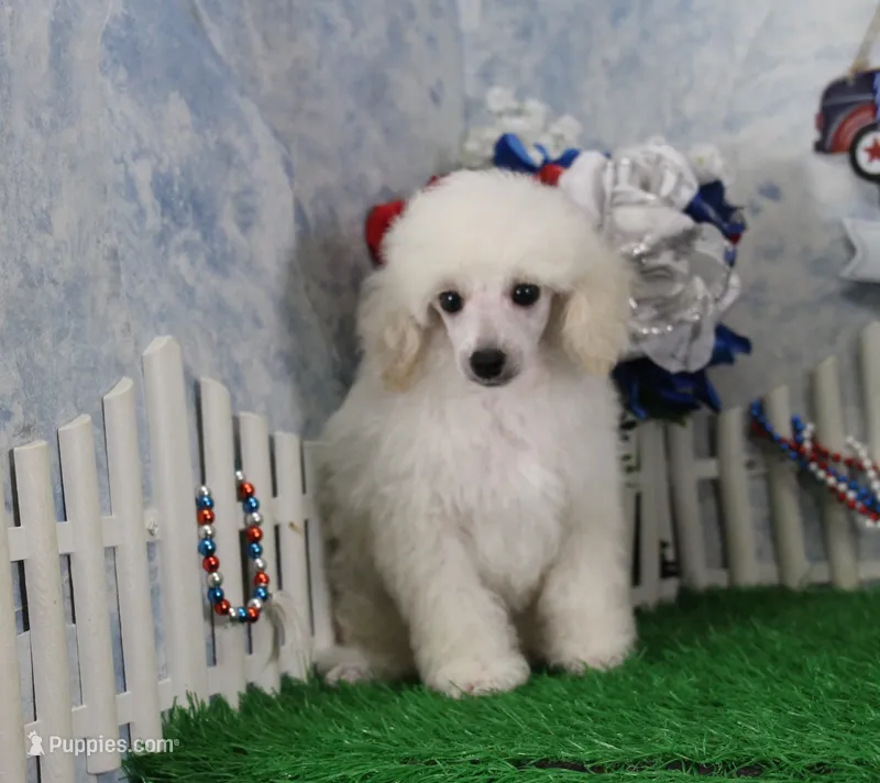 Roscoe, AKC Champion Sired – Poodle - Toy  puppy for sale in Butler, MO