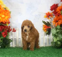 Rusty, AKC Champion Sired, a male Poodle - Toy  for sale in Butler, MO – 4 of 4