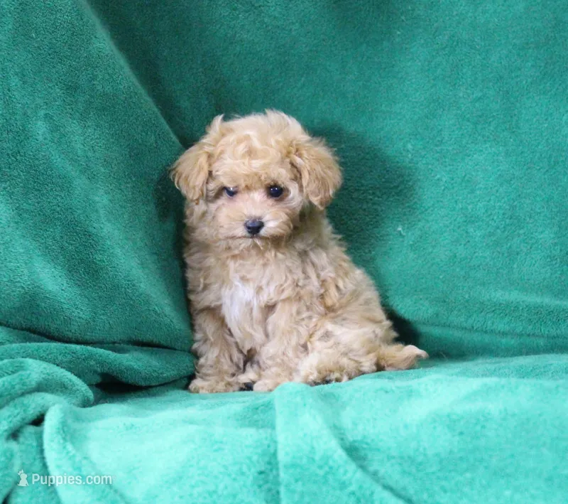 Lulu, ICA – Maltipoo, Poodle - Toy  puppy for sale in Butler, MO