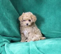Lulu, ICA, a female Maltipoo and Poodle - Toy  for sale in Butler, MO – 1 of 4