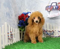 Skipper, AKC Champion Sired, a male Poodle - Toy  for sale in Butler, MO – 3 of 4