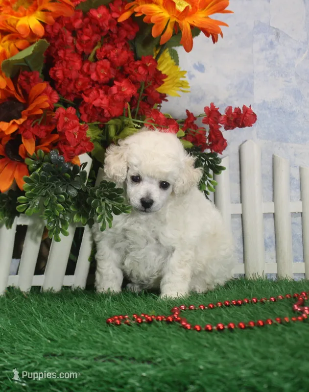 Merrie, AKC Grand Champion Sired – Poodle - Toy  puppy for sale in Butler, MO