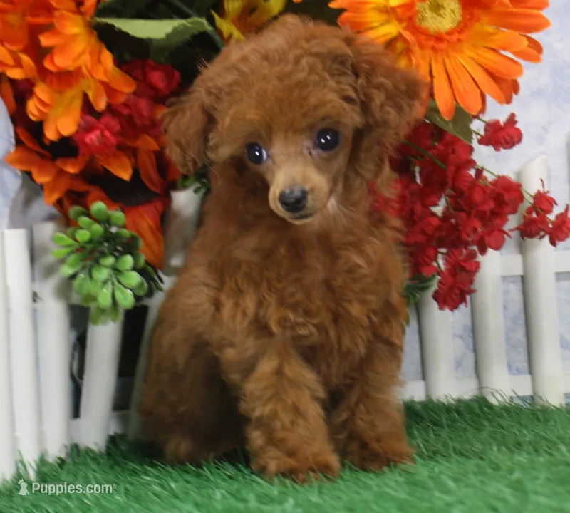 Rose, AKC Champion Sired – Poodle - Toy  puppy for sale in Butler, MO