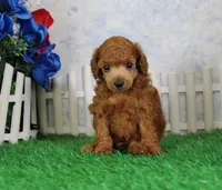 Bandit, AKC Champion Sired, a male Poodle - Toy  for sale in Butler, MO – 2 of 4