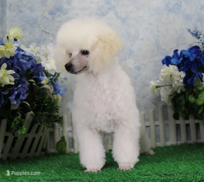 Mac, AKC Grand Champion Sired – Poodle - Toy  puppy for sale in Butler, MO