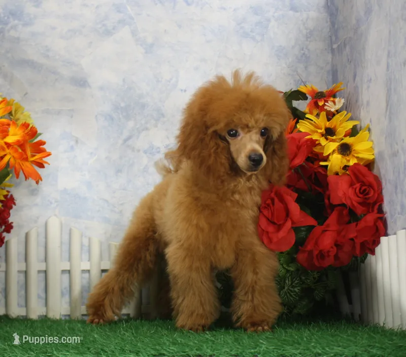 Bingo, AKC Champion Sired – Poodle - Toy  puppy for sale in Butler, MO