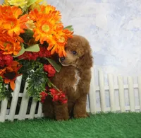 Rusty, AKC Champion Sired, a male Poodle - Toy  for sale in Butler, MO – 6 of 7