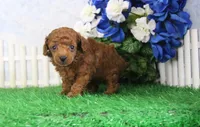 Max, AKC Champion Sired, a male Poodle - Toy  for sale in Butler, MO – 4 of 4