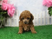 Bubbles, AKC Champion Sired, a female Poodle - Toy  for sale in Butler, MO – 4 of 6
