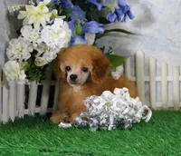 Bailey, AKC Champion Sired, a male Poodle - Toy  for sale in Butler, MO – 2 of 7