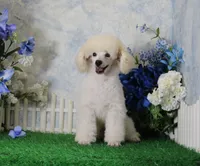 Sampson, AKC Champion Sired, a male Poodle - Toy  for sale in Butler, MO – 4 of 9