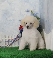 Sampson, KAC Champion Sired, a male Poodle - Toy  for sale in Butler, MO – 4 of 8