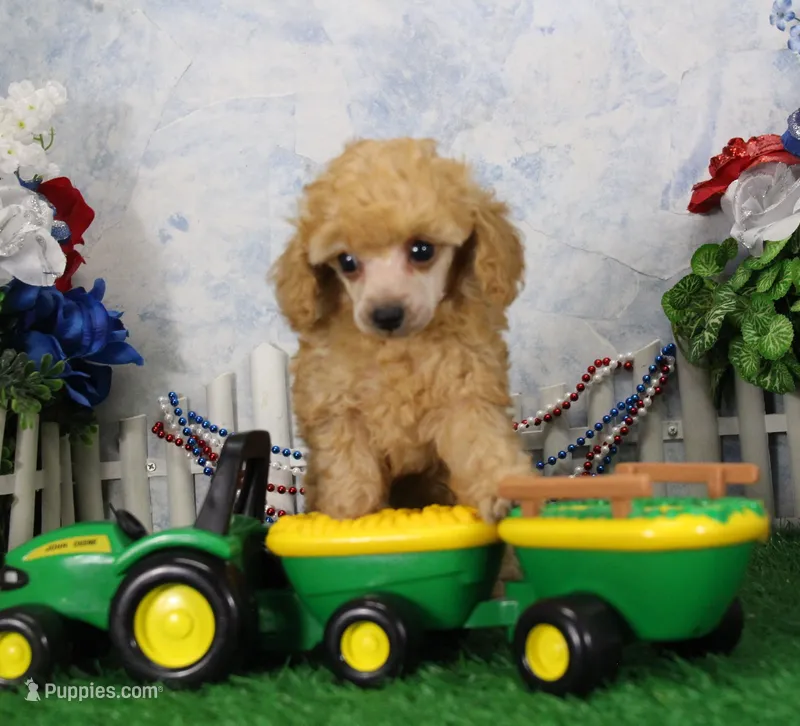 Snoozy, AKC Champion Sired – Poodle - Toy  puppy for sale in Butler, MO