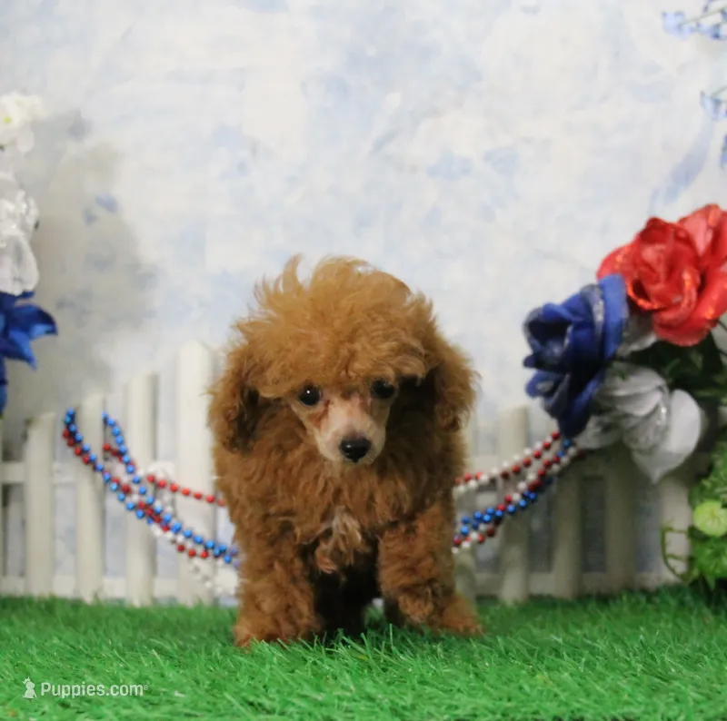 Cruise, AKC Champion Sired – Poodle - Toy  puppy for sale in Butler, MO