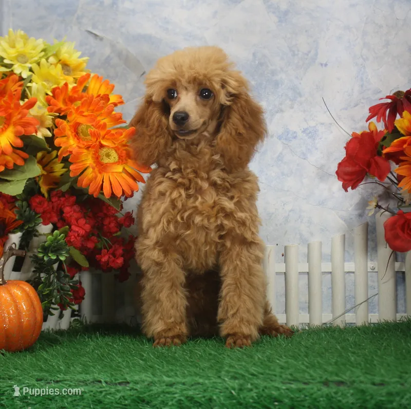 Adam, AKC Champion Sired – Poodle - Toy  puppy for sale in Butler, MO
