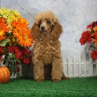 Adam, AKC Champion Sired, a male Poodle - Toy  for sale in Butler, MO – 1 of 4