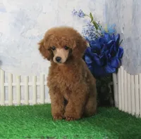 Tate, AKC Champion Sired, a male Poodle - Toy  for sale in Butler, MO – 4 of 7
