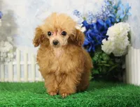 Chip, AKC Champion Sired, a male Poodle - Toy  for sale in Butler, MO – 4 of 10
