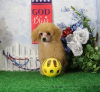 Snoozy, AKC Champion Sired, a male Poodle - Toy  for sale in Butler, MO – 2 of 9