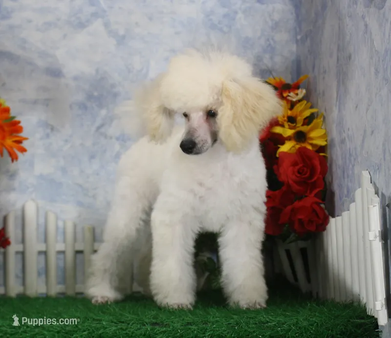 Leila, AKC Champion Sired – Poodle - Toy  puppy for sale in Butler, MO
