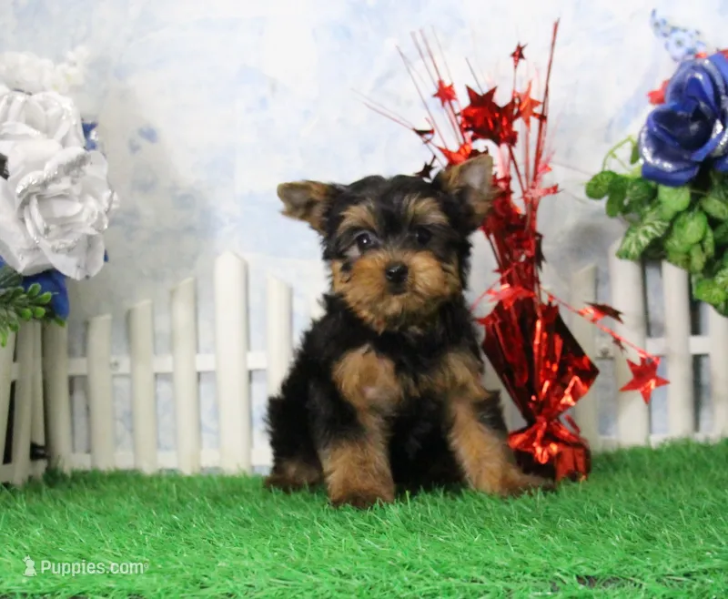 Yukon, AKC – Yorkshire Terrier puppy for sale in Butler, MO