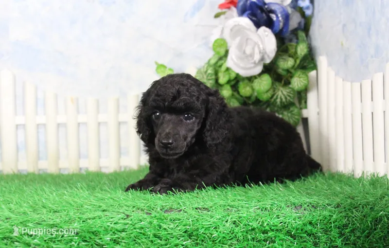 Princess, AKC Champion Sired – Poodle - Toy  puppy for sale in Butler, MO