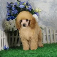 Archie, AKC Champion Sired, a male Poodle - Toy  for sale in Butler, MO – 6 of 7
