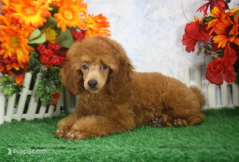 Foster, AKC Champion Sired – Poodle - Toy  puppy for sale in Butler, MO