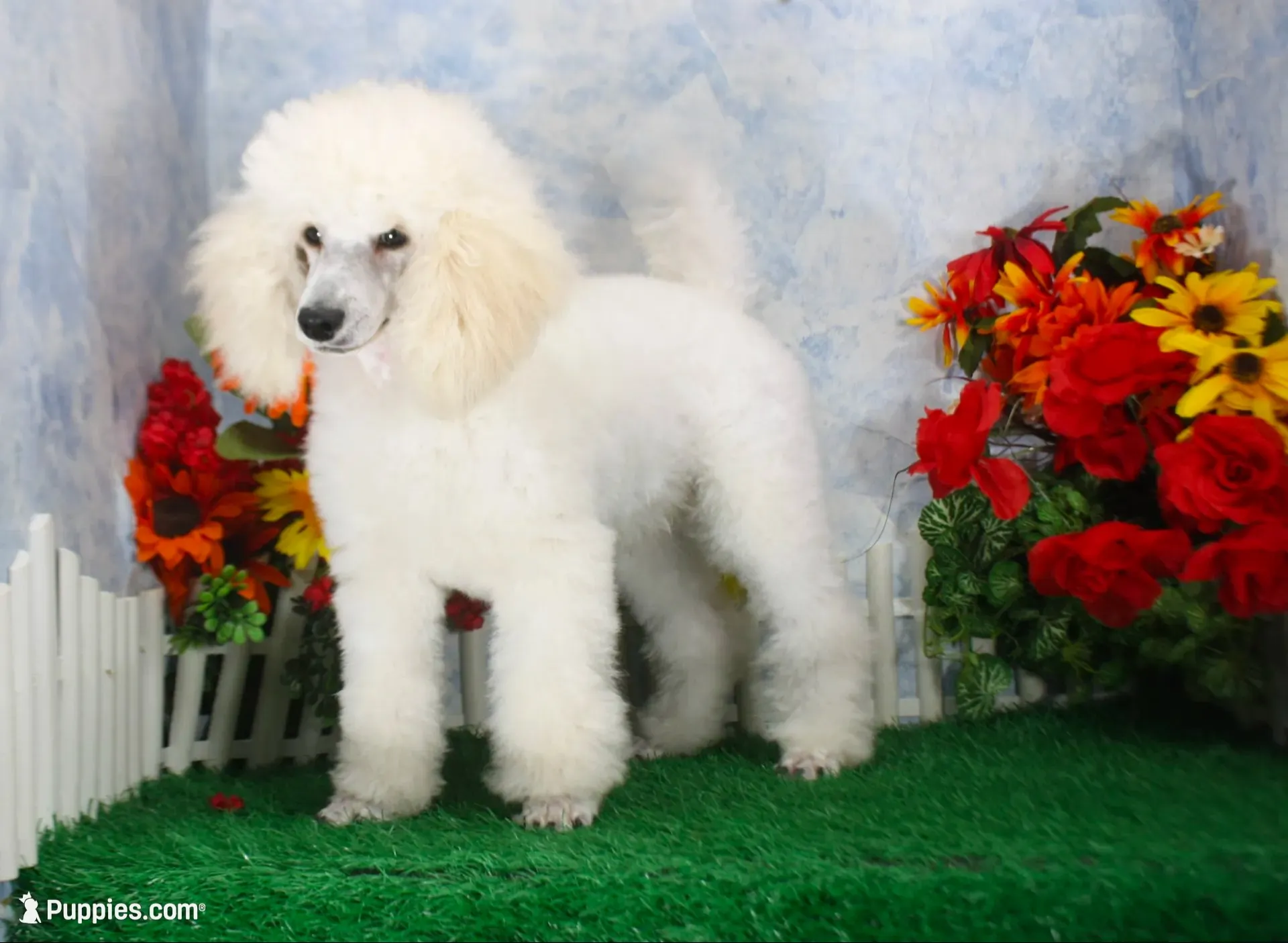 Parker, a male Poodle - Miniature  for sale in Butler, MO – 1 of 4