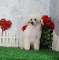 Tori, AKC Champion Sire, a female Poodle - Toy  for sale in Butler, MO – Photo 4 of 9