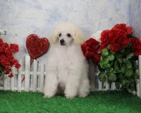 Tori, AKC Champion Sire, a female Poodle - Toy  for sale in Butler, MO – Photo 2 of 9