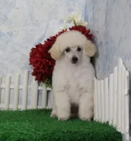 Tori, AKC Champion Sire, a female Poodle - Toy  for sale in Butler, MO – Photo 5 of 9