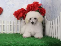 Tori, AKC Champion Sire, a female Poodle - Toy  for sale in Butler, MO – Photo 1 of 9