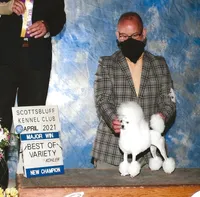 Tori, AKC Champion Sire, a female Poodle - Toy  for sale in Butler, MO – Photo 9 of 9