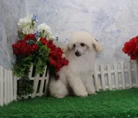 Tori, AKC Champion Sire, a female Poodle - Toy  for sale in Butler, MO – Photo 3 of 9