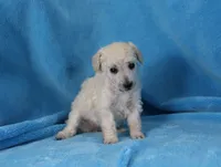Tori, AKC Champion Sire, a female Poodle - Toy  for sale in Butler, MO – Photo 7 of 9