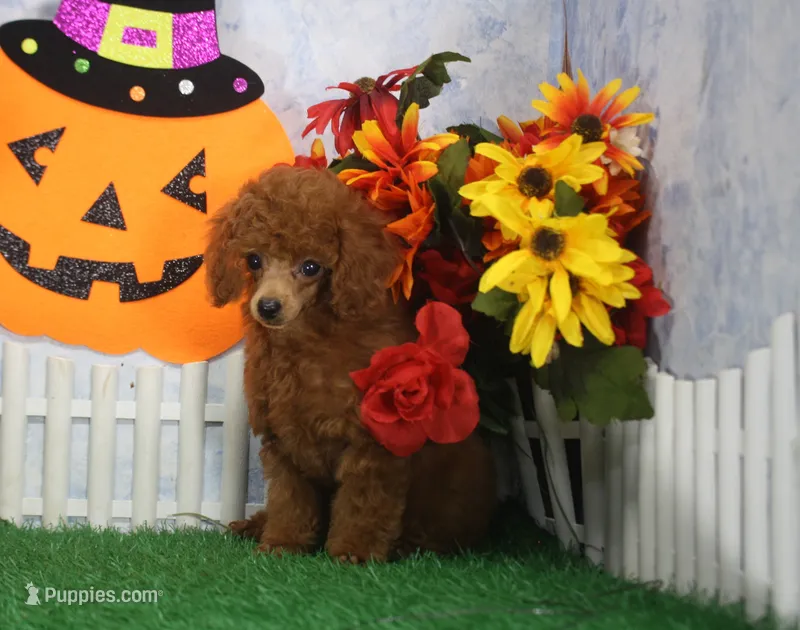 Rascal, AKC Champion Sired – Poodle - Toy  puppy for sale in Butler, MO