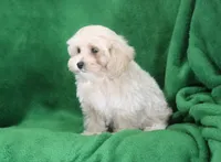 Josh, ICA, a male Maltipoo for sale in Butler, MO – 3 of 8