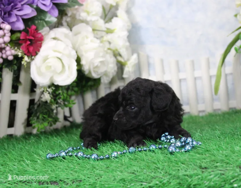 Prissy, AKC Champion Sired – Poodle - Toy  puppy for sale in Butler, MO