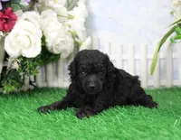 Prissy, AKC Champion Sired, a female Poodle - Toy  for sale in Butler, MO – Photo 2 of 6