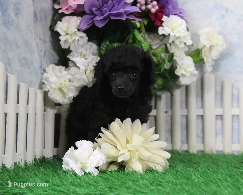 Prissy, AKC Champion Sired – Poodle - Toy  puppy for sale in Butler, MO