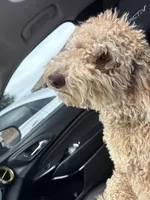 Cookie , a female Goldendoodle for sale in Austin, TX – Photo 3 of 5