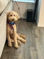 Cookie , a female Goldendoodle for sale in Austin, TX – Photo 2 of 5