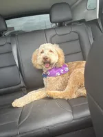 Cookie , a female Goldendoodle for sale in Austin, TX – Photo 4 of 5