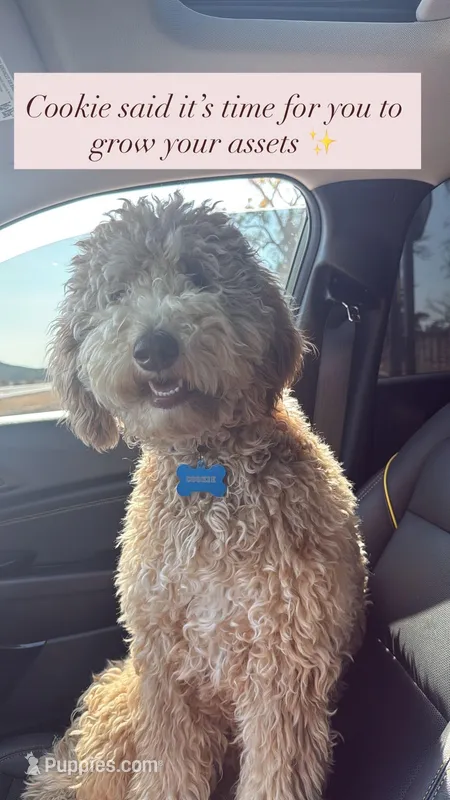 Cookie  – Goldendoodle puppy for sale in Austin, TX