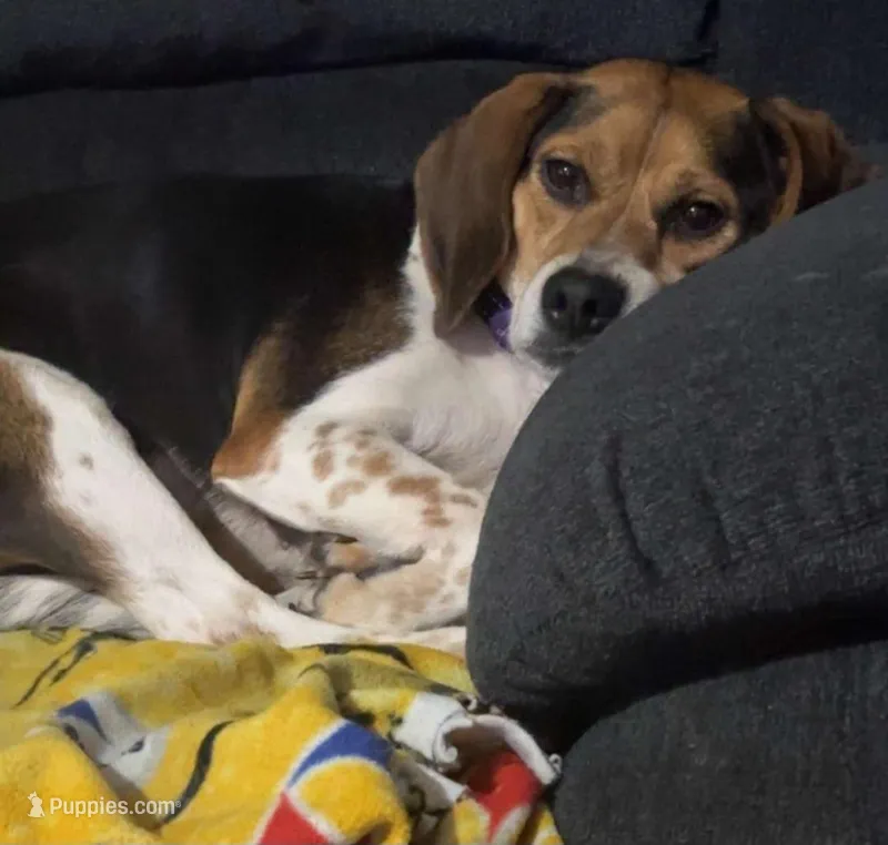 Bailey – Beagle puppy for sale in Bucyrus, OH
