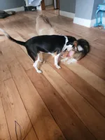 Bailey, a female Beagle for sale in Bucyrus, OH – Photo 3 of 3