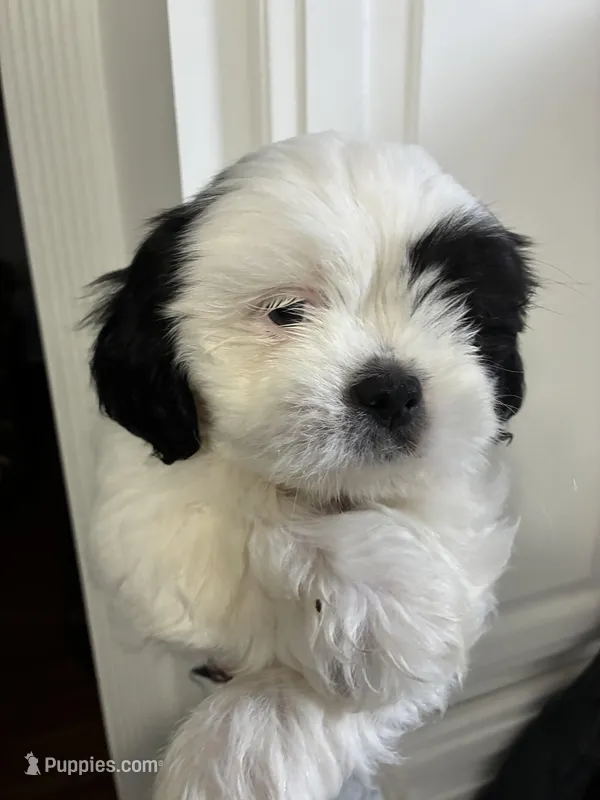 Snuppy, a male Shih Tzu for sale in Springdale, AR – Photo 1 of 1