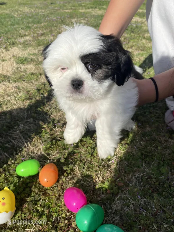 Snuppy – Shih Tzu puppy for sale in Springdale, AR